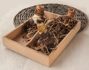 Hippeastrum bulbs in a box