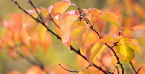 red leaves on a tree in autumn