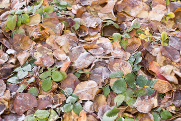 leaves in the snow outdoors