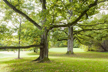 Fototapeta na wymiar Old Oak Trees