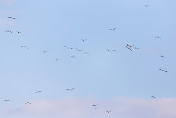 A flock of seagulls flying in the sky