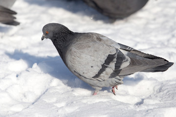 dove in the snow on the nature