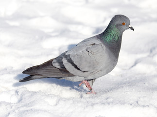 dove in the snow on the nature