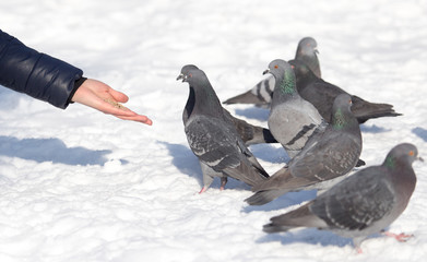 flock of pigeons on snow outdoors