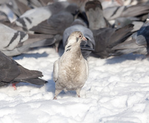 flock of pigeons on snow outdoors