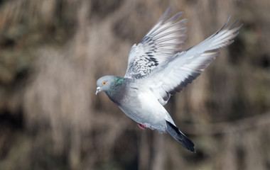 dove in flight in city