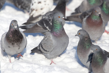 flock of pigeons on snow outdoors