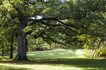 Old Oak Tree