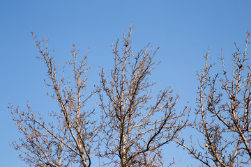 Fototapeta na wymiar bare tree branches against the sky
