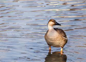 duck in the lake in nature