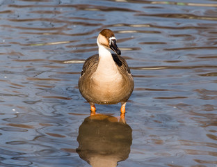 duck in the lake in nature
