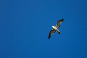 Sea gull flying in the blue clear sky, flight and freedom of a wild bird. Beautiful Seagull bird with large wing span. 
