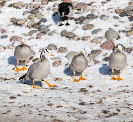 duck on snow in winter