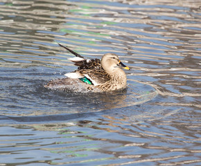 duck in the lake in nature