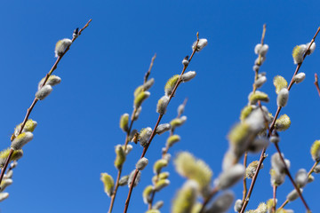 Fluffy soft willow buds