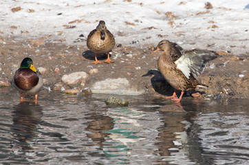 ducks in a lake in nature