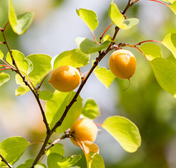 apricots on the tree in nature