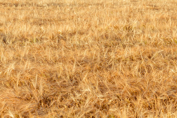 ears of yellow wheat field