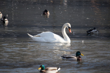 portrait of beautiful swan on the nature