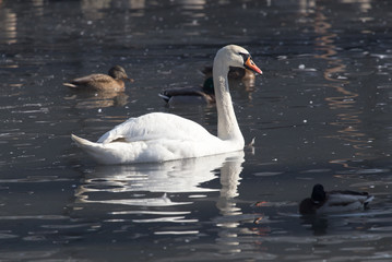 portrait of beautiful swan on the nature