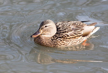duck in the lake in nature
