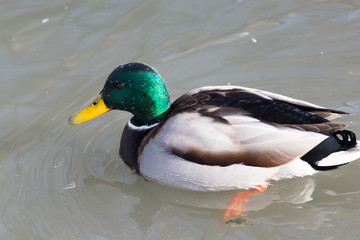 duck in the lake in nature