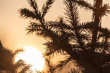 Fototapeta na wymiar conifer tree at sunset in nature