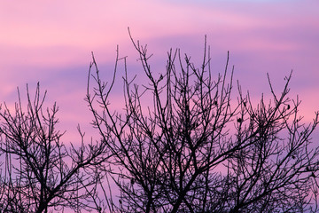 bare branches of a tree at sunset