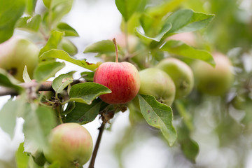 Obraz premium ripe apples on a tree branch