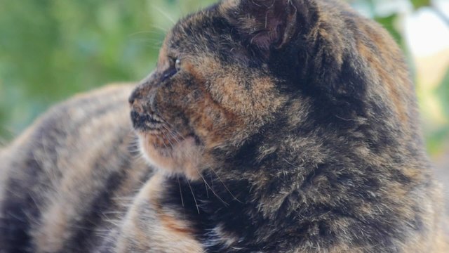 portrait de chat