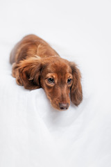 long haired miniature dachshund