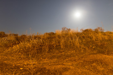 dry grass in a field in the moonlight night