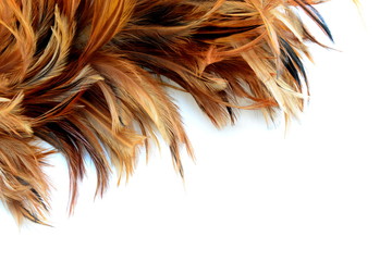 A part of Feather duster with blank space for inserting any text