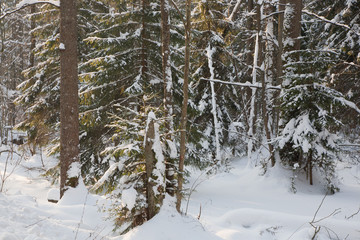 Mixed stand in sunny wintertime morning