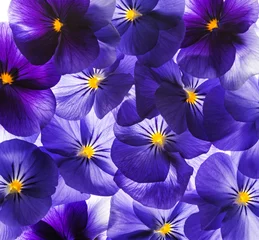 Acrylglas douchewanden met foto Viooltjes viooltje bloem close-up - bloem achtergrond