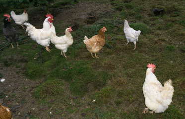 free-range chiken. hens cock