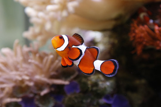 clownfisch