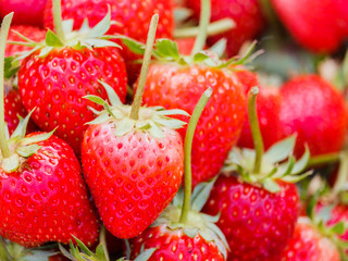 Strawberry in bag nursery.