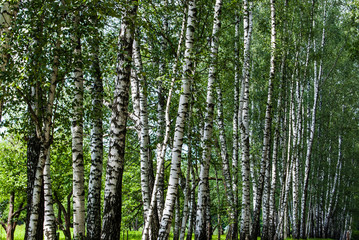 Birch trunks in the park. 