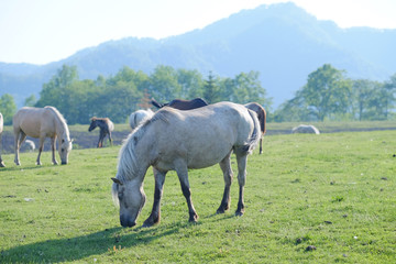 白馬と自然