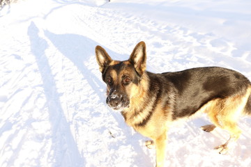 Собака немецкая овчарка на снегу зимним днем