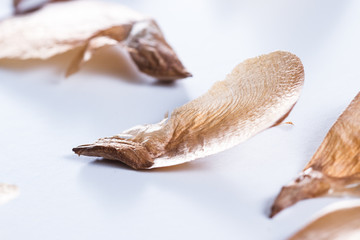 seeds from an evergreen