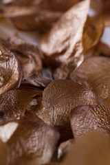 seeds from an evergreen