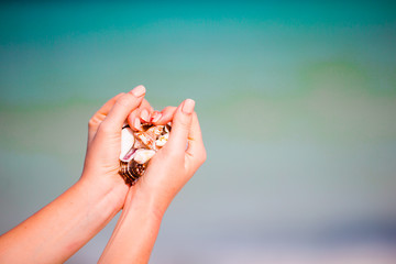 Close up of hands holding variety of beautiful seashells