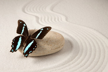 Fototapeta premium Zen butterfly