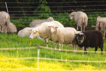 Sheeps on beautiful mountain meadow in Norway