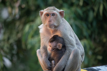 サルの親子の愛
