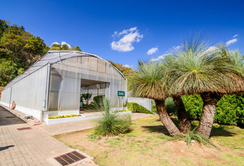 Green house , young plants growing in a very large plant nursery