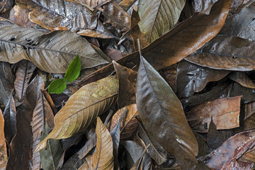 Carpet of dead leaves decomposing in the forest floor