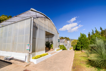 Green house , young plants growing in a very large plant nursery